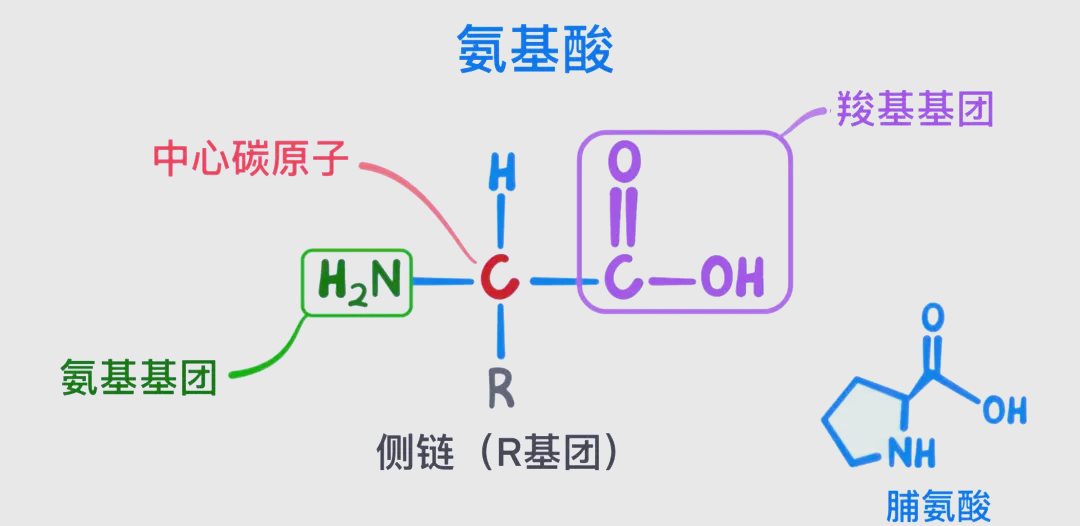 1787841558848586.png 图片2-氨基酸结构.png